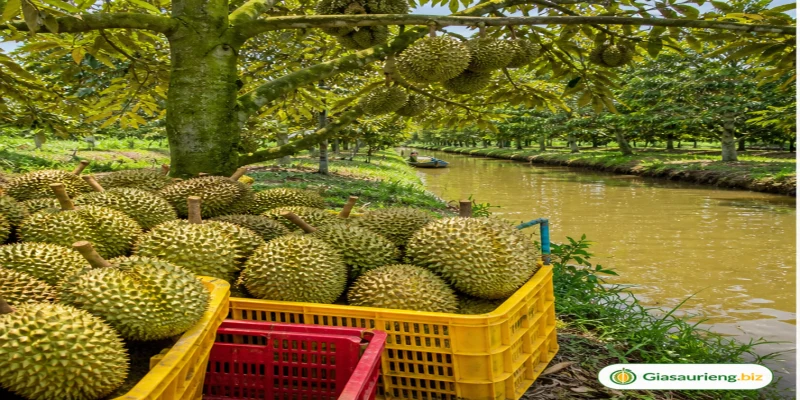 Giá sầu riêng Bến Tre: những yếu tố làm giá lệch giữa vườn và vựa