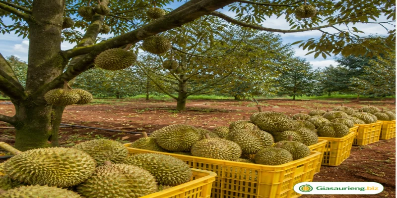 Giá sầu riêng Đắk Nông: vì sao chất lượng vườn quyết định biên giá