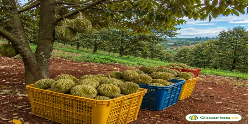 Giá sầu riêng Gia Lai: lưu ý khi so sánh với Đắk Lắk và Lâm Đồng
