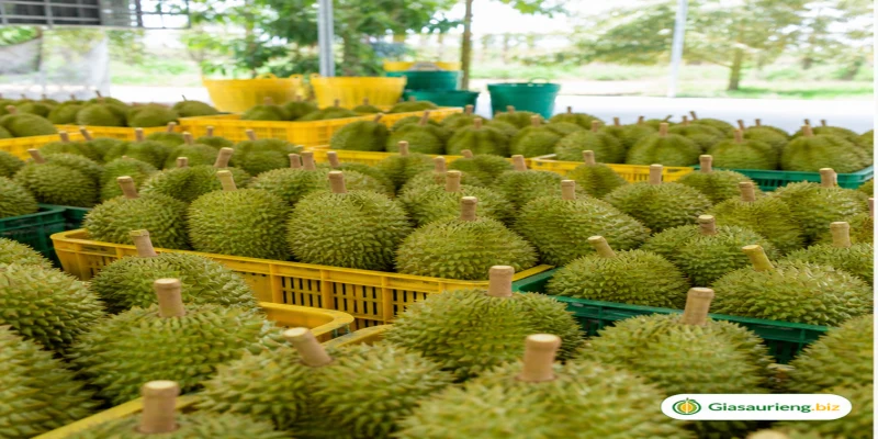 Giá sầu riêng hàng tuyển: tiêu chí nào giúp giữ giá tốt?