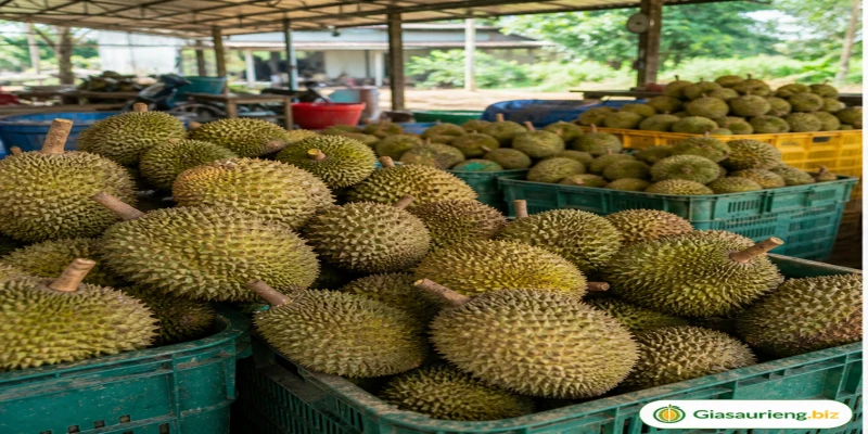 Phân tích sầu riêng hàng xô theo vùng và chất lượng trái
