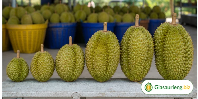 Sầu riêng nghịch vụ giá cao: cơ hội và rủi ro khi quyết định bán